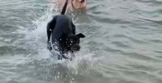 Hunter swimming at the beach with a canine buddy.