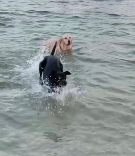 Hunter swimming at the beach with a canine buddy.