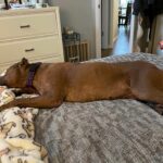 Lily laid on the bed. Full body.