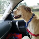 Lorenzo sitting in the front seat of the car staring forward.