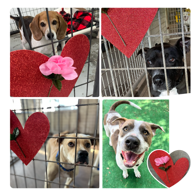 Collage of Lucy, Dodge, Lorenzo and Roscoe with hearts and roses.