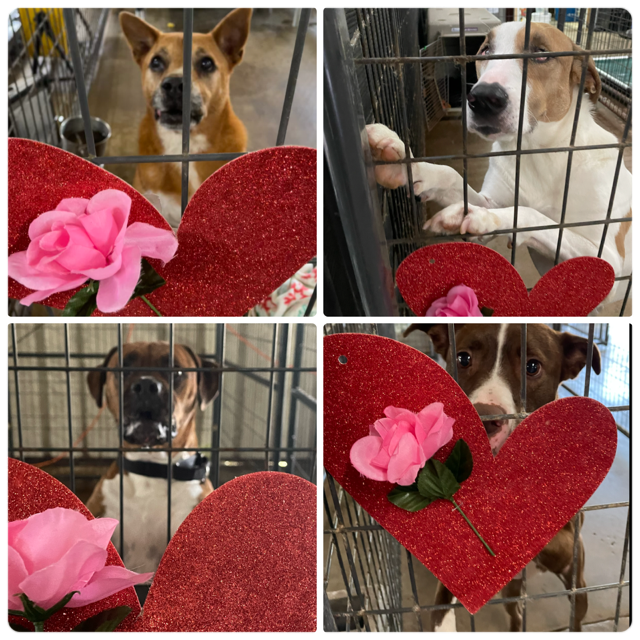 Mickey, Erika, Allman and Tucker with their roses.