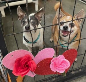 Niles & Frazier in their kennel with hearts and roses on the door.