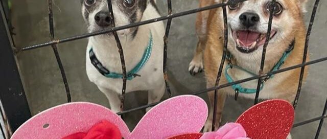 Niles & Frazier in their kennel with hearts and roses on the door.