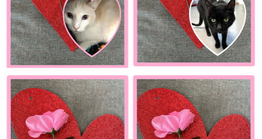 Ozzie, Boddah, Alyx and Harley with their hearts and roses.