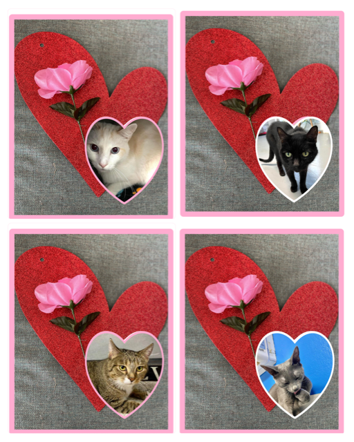 Ozzie, Boddah, Alyx and Harley with their hearts and roses.