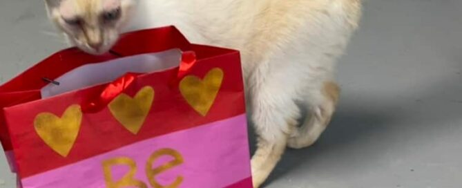 Pepper peeking into a Valentine bag.