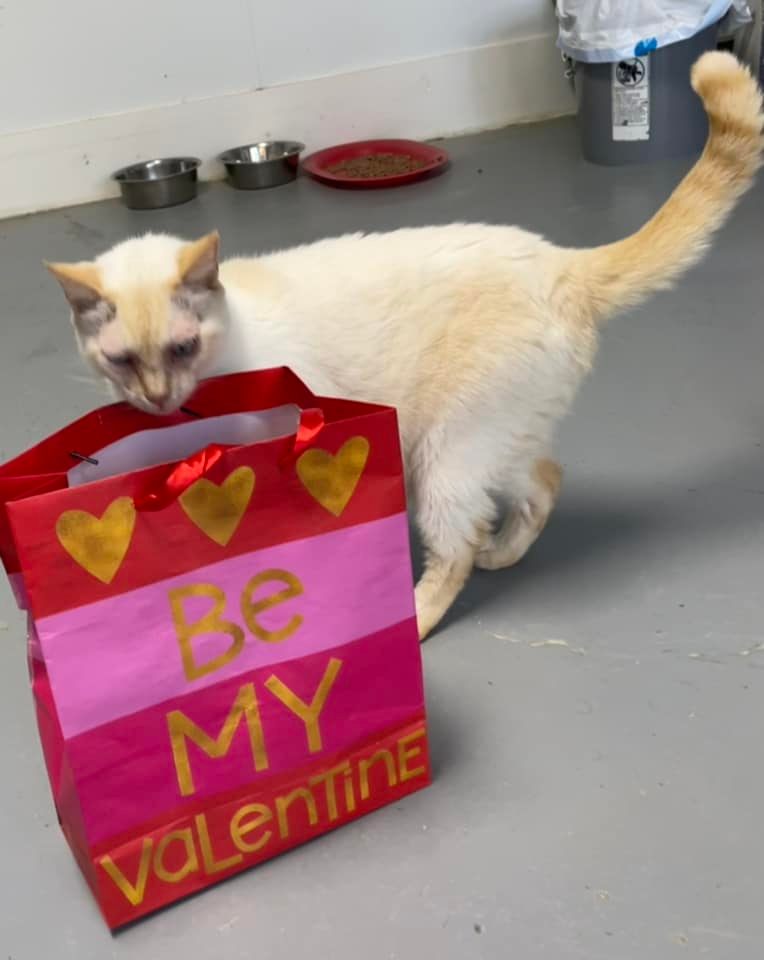 Pepper peeking into a Valentine bag.