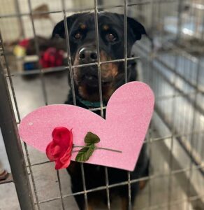 Ronnie in his kennel with a heart and rose on the door.