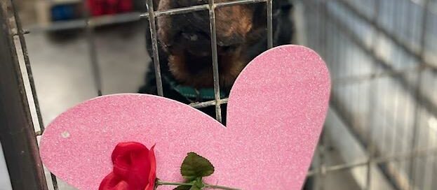 Ronnie in his kennel with a heart and rose on the door.