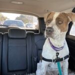 Roscoe sitting in the back seat of a vehicle.