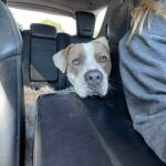 Roscoe on his way back to the shelter, in the back of the vehicle, leaning over the front seat.