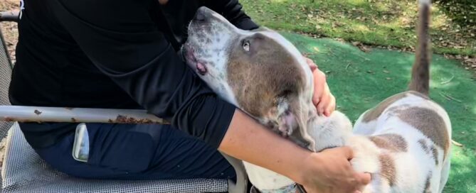 Roscoe looking up loving at volunteer Jill.