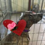 Howard with a heart and rose on his kennel.