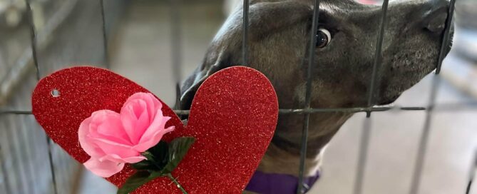 Howard with a heart and rose on his kennel.