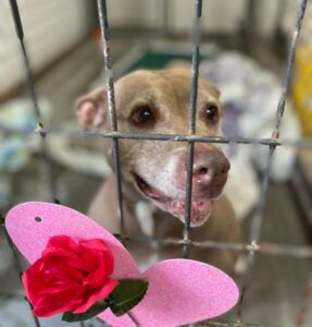 Tonka with a heart and rose on her kennel