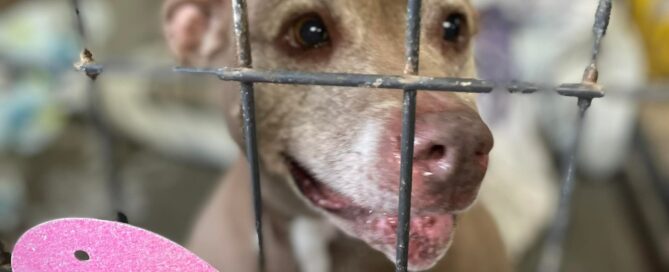 Tonka with a heart and rose on her kennel