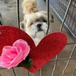 Rio with a heart and rose on his kennel.