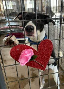 Chewie with a heart and rose on his kennel.