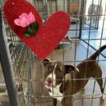 Chewie with a heart and rose on his kennel.