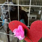 Rey with a heart and rose on her kennel.