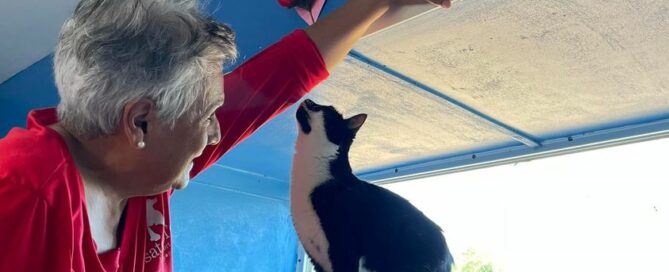 Volunteer Amelia hanging a heart and rose about the cat room window. Bunny sitting on the ledge taking it all in.