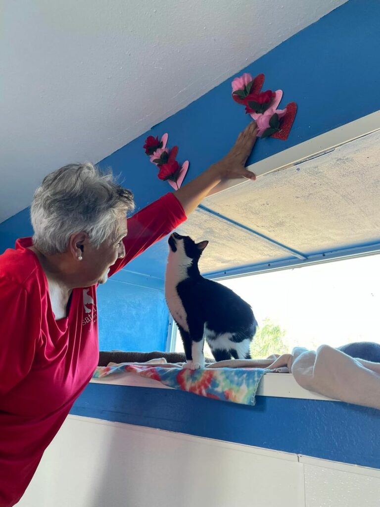 Volunteer Amelia hanging a heart and rose about the cat room window. Bunny sitting on the ledge taking it all in.