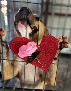 Attila in his kennel with a heart and rose on the front of the kennel.