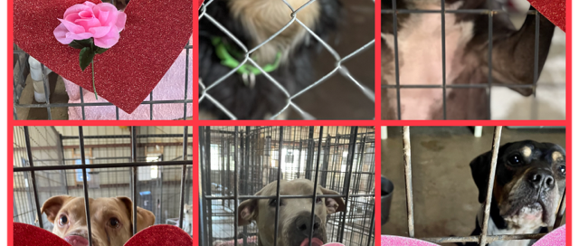 A collage of six pictures - Kane & Kaylie, Mark, Stone, Colt, Dawn, Chum - with their hearts and roses.