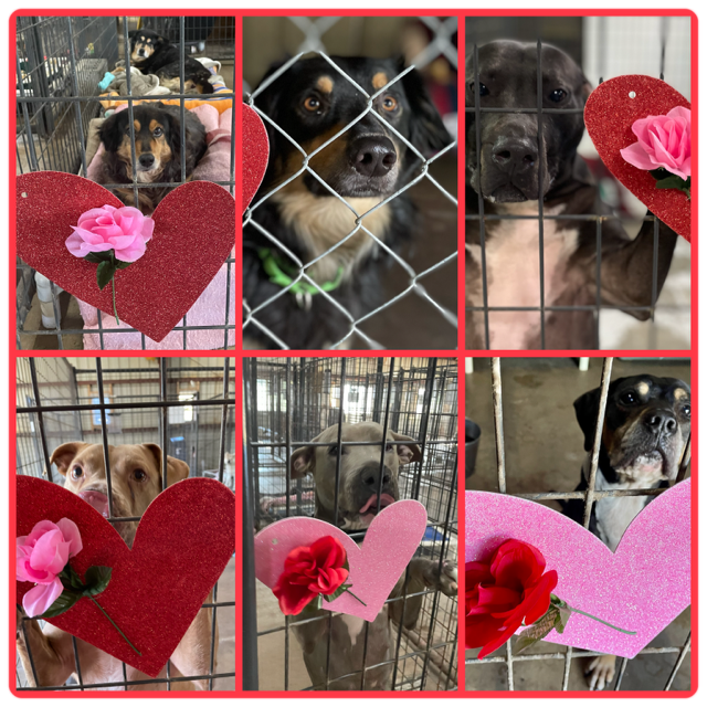A collage of six pictures - Kane & Kaylie, Mark, Stone, Colt, Dawn, Chum - with their hearts and roses.