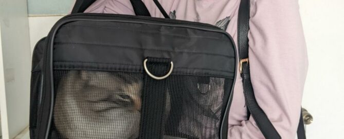 Rosie in a carrier being held by her adopter.