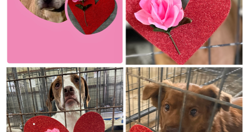 Scarlett, Jaxy, Rocket and Winston in their kennels with hearts and roses.