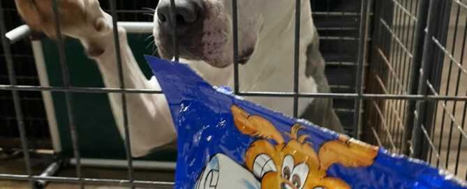 Harley, ears flopped, standing up on the kennel side looking across the laundry folding table which is holding a bag of treats.