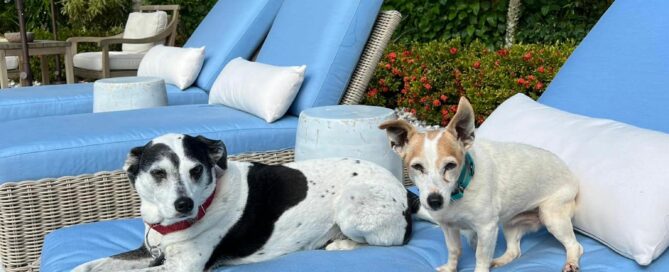 Stella and Triscuit sharing a lounge chair by the pool in their forever home.