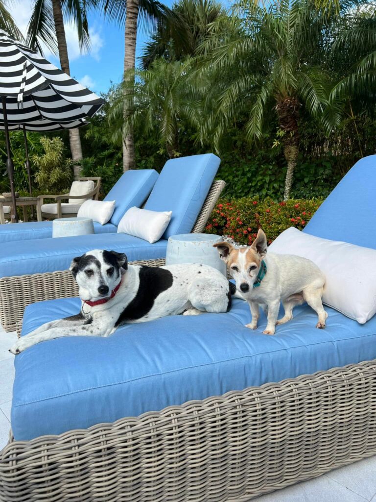 Stella and Triscuit sharing a lounge chair by the pool in their forever home.