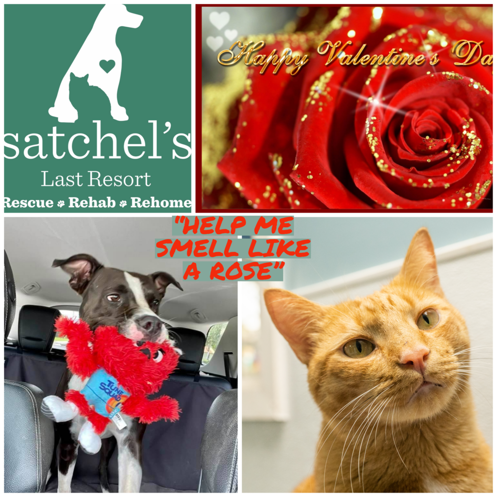 Valentine collage - pic of Chewie with a toy, Valentine looking into the camera, a rose and the Satchel's logo.