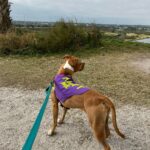 Atilla staring out at the Celery Fields