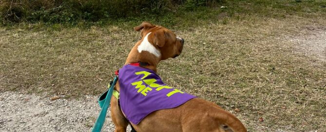 Atilla staring out at the Celery Fields