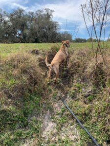 Bernie looking over a small growth of bushes.