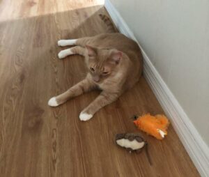 Brockie laid on the floor with his toys.