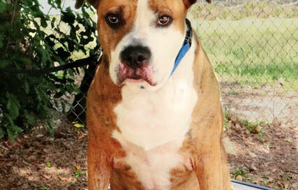 Cesar sitting posing position.