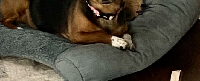 Daisy Mae laying on her bed, looking at the camera.