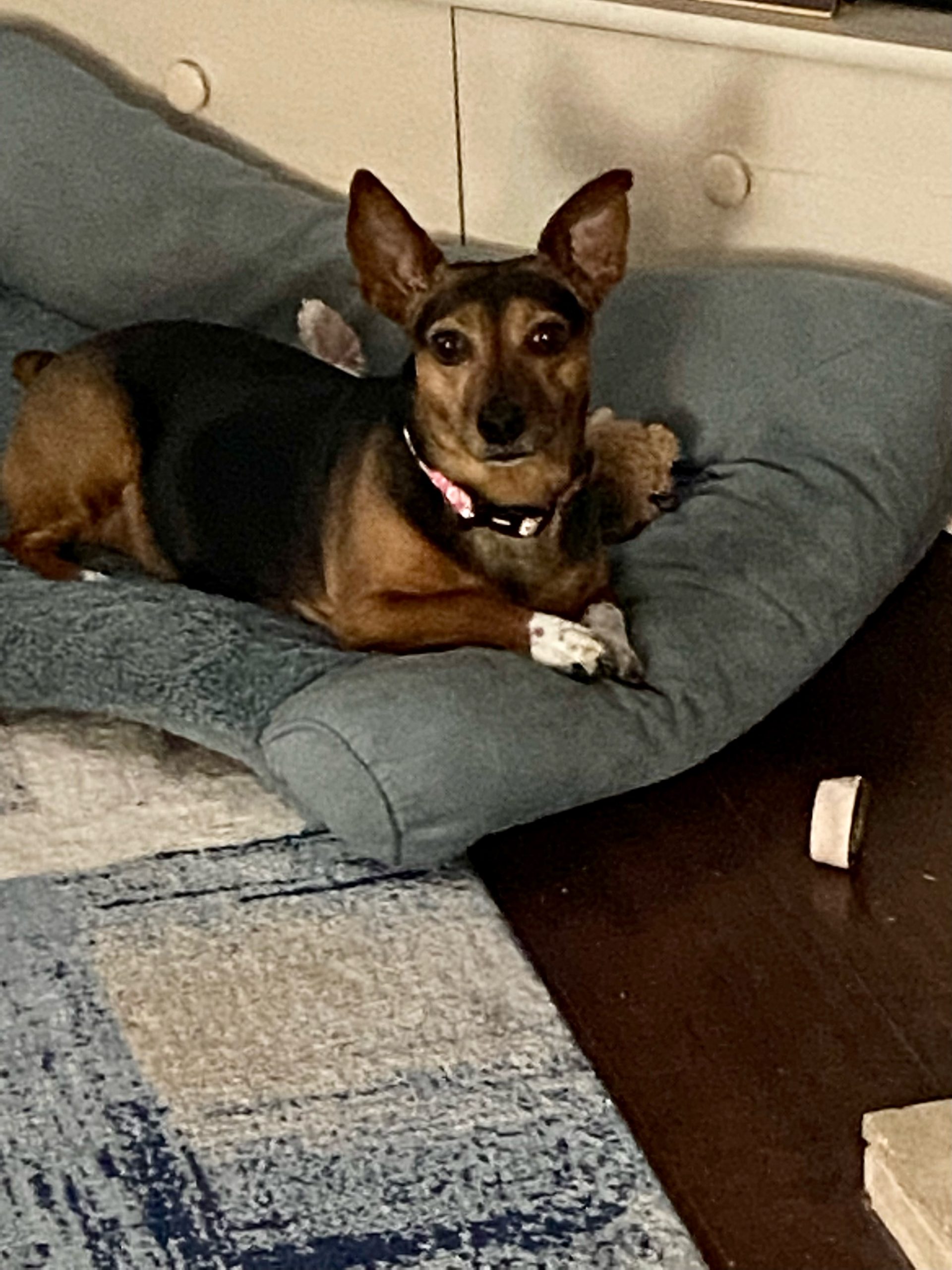 Daisy Mae laying on her bed, looking at the camera.