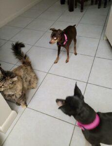 Figgy on the floor with her canine and feline siblings.