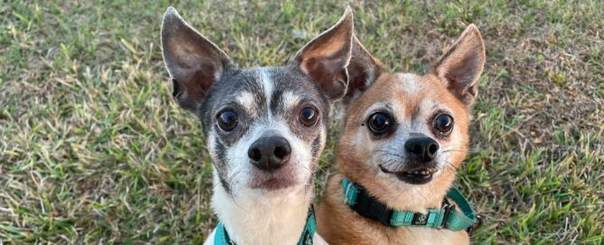 Frazier and Niles looking at the camera.