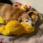 Ginger laid on the bed, head on her toys.