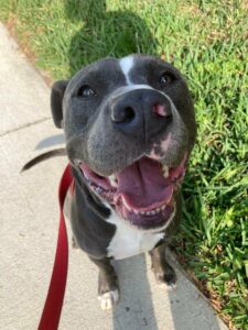 Smiling Handsome out for a walk.