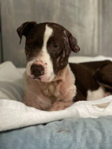 Harvey resting comfortably on a bed at Beach Vet.