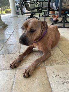 Lily laying on the lanai.