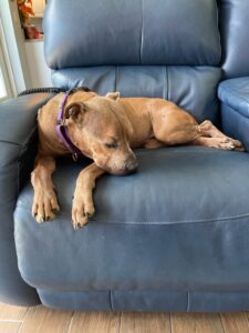 Lily sleeping on the chair at Sally's house.